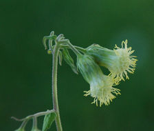 Image of tasselflower brickellbush