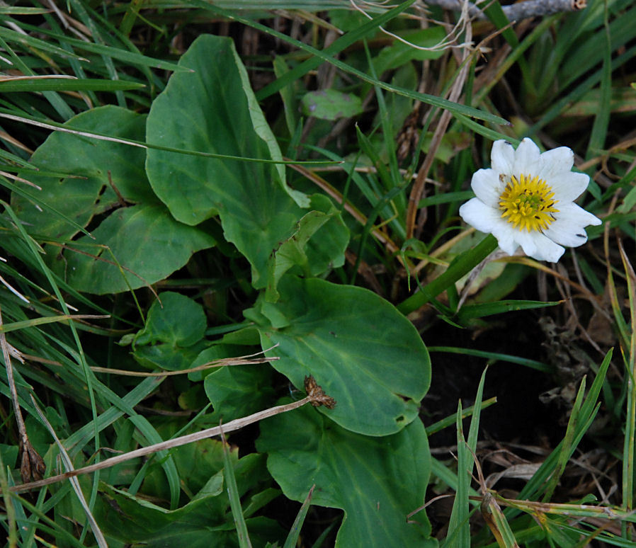 Image de Caltha leptosepala DC.