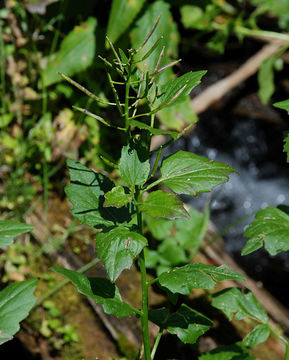 Image of Large Mountain Bittercress