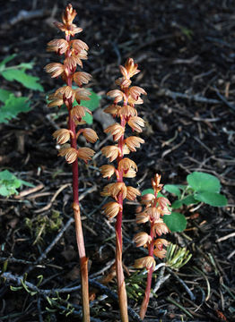 Image of Striped coralroot