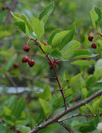 Imagem de Crataegus rivularis Nutt. ex Torr. & Gray