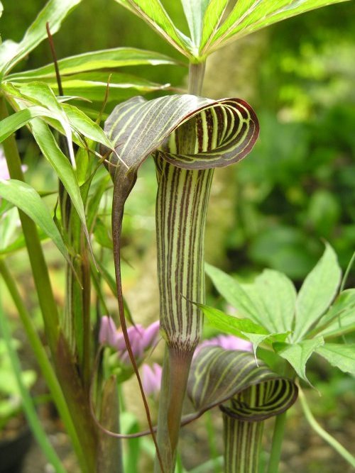Image of <i>Arisaema triphyllum</i> ssp. <i>zebrinum</i>