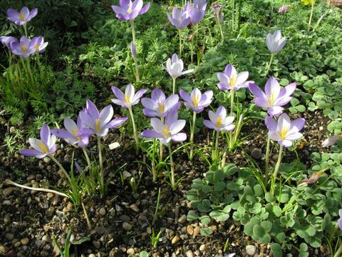 Image of Crocus goulimyi Turrill