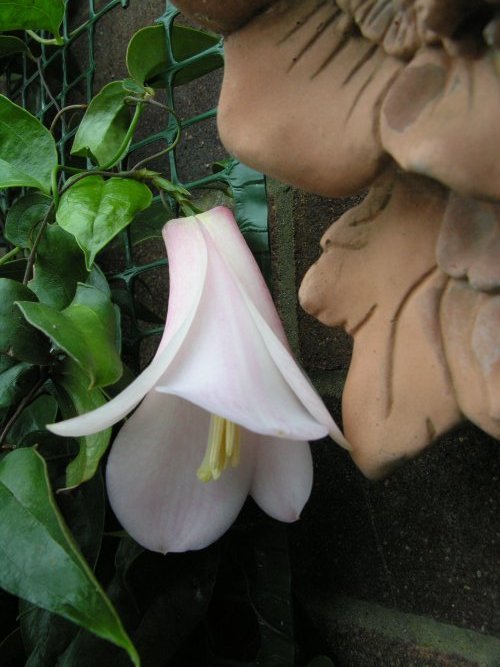 Image of Chilean bellflower