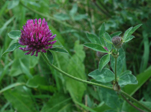 Image of Red Clover