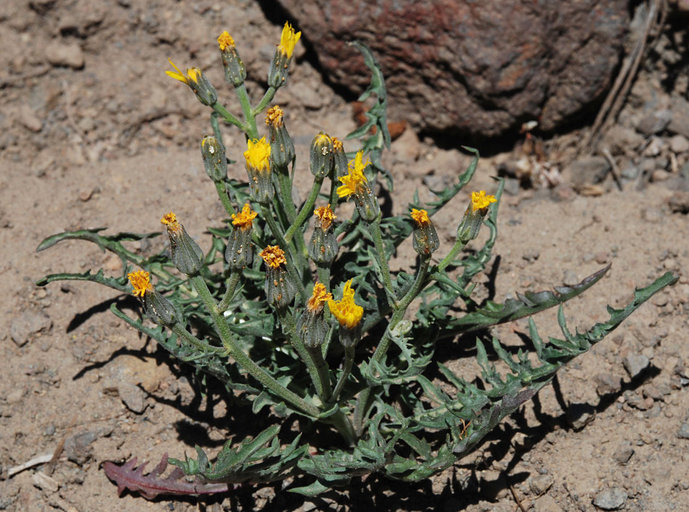 صورة Crepis intermedia A. Gray