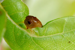 Image of <i>Dryocosmus dubiosus</i>