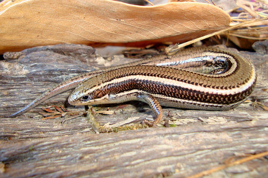 Image de Plestiodon skiltonianus Baird & Girard 1852