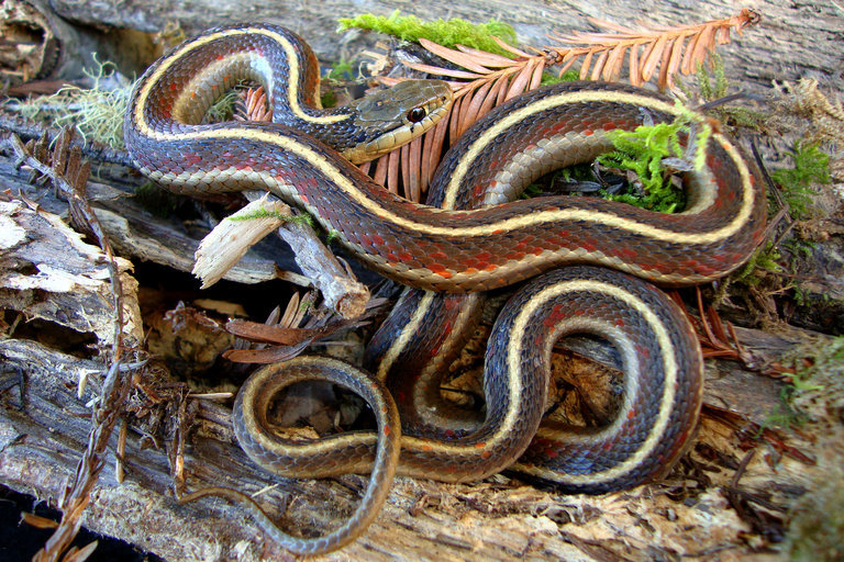 Image of Terrestrial (Wandering) Garter Snake