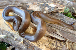 Image of Northern Rubber Boa