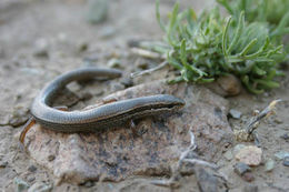 Image of Asian snake-eyed skink