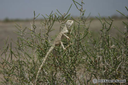 Image of Brilliant ground agama