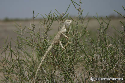 Image of Brilliant ground agama