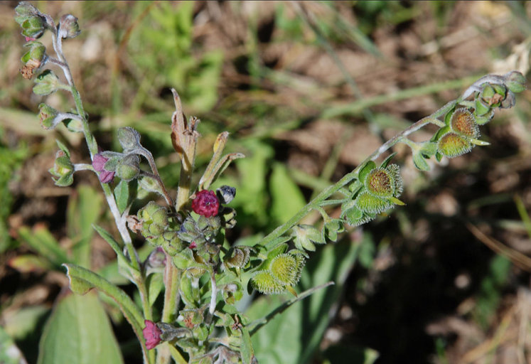 Plancia ëd Cynoglossum officinale L.