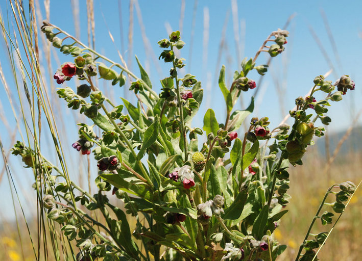 Plancia ëd Cynoglossum officinale L.