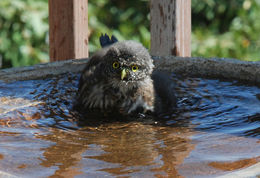 Plancia ëd Glaucidium gnoma Wagler 1832