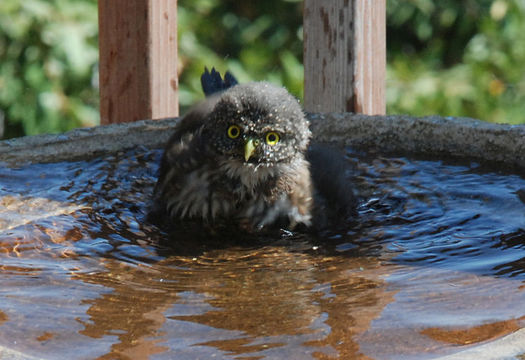 Image of Mountain Pygmy Owl