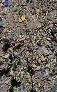 Image of Great Basin woollystar