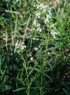 Image of Northern bedstraw