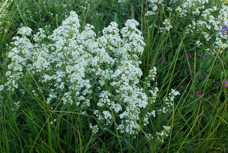 Galium boreale (rights holder: 2010 Barry Breckling)
