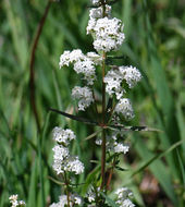 Image of Northern bedstraw