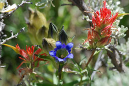 Image of Parry's gentian