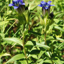 Imagem de Gentiana parryi Engelm.