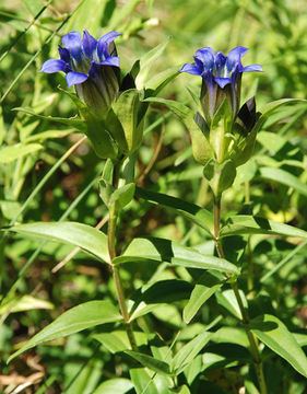 Image of Parry's gentian