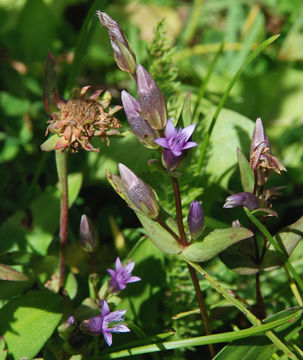 Image de Gentianella amarella subsp. acuta (Michx.) Gillett