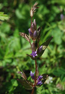 Imagem de Gentianella amarella subsp. acuta (Michx.) Gillett