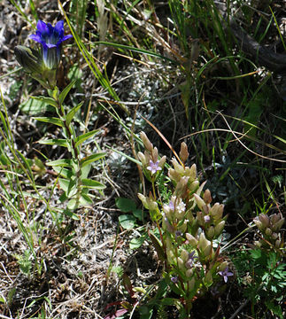 Image of autumn dwarf gentian