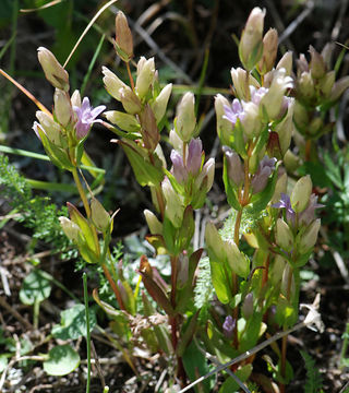 Image de Gentianella amarella subsp. acuta (Michx.) Gillett