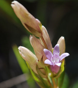 Image de Gentianella amarella subsp. acuta (Michx.) Gillett