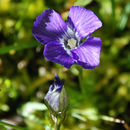 Image of Rocky Mountain Fringed-Gentian