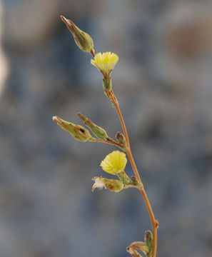 Image of prickly lettuce