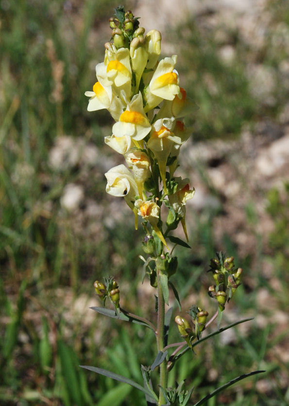 Plancia ëd Linaria vulgaris Mill.