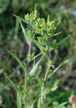 Image of mountain tarweed