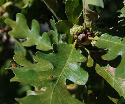 Imagem de Quercus gambelii Nutt.