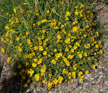 Image of hairy false goldenaster