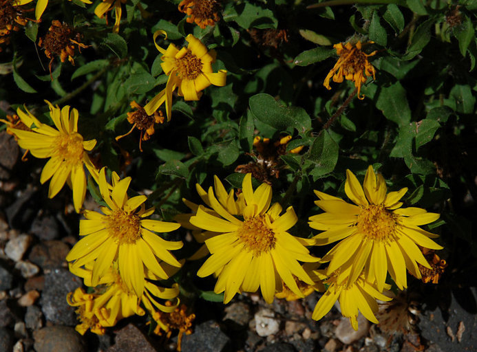 Image of hairy false goldenaster