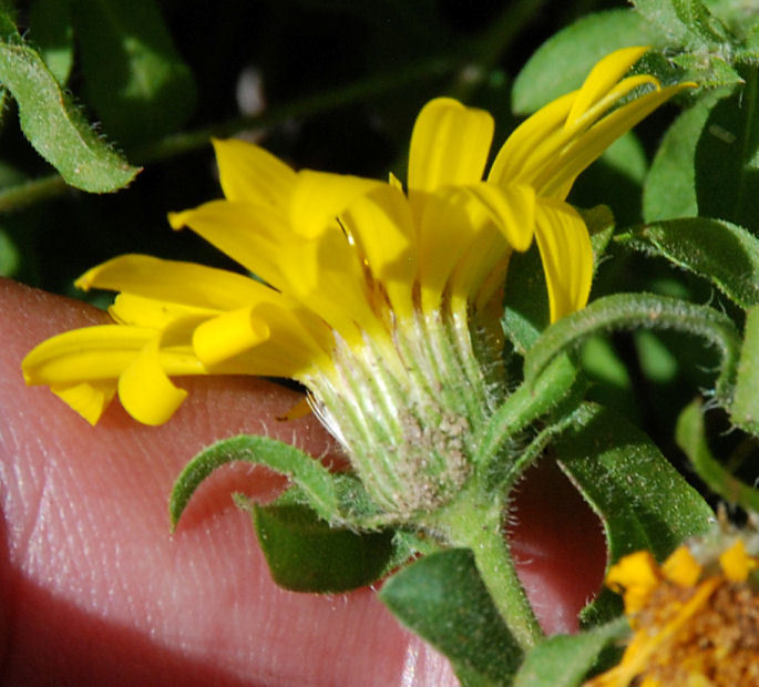 Image of hairy false goldenaster