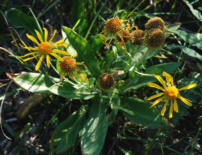 Hymenoxys hoopesii (A. Gray) M. W. Bierner的圖片