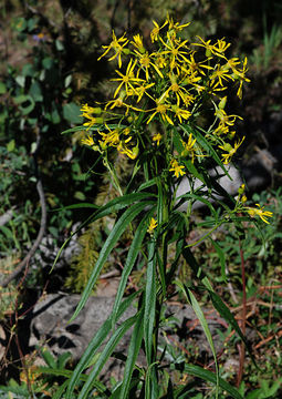 Plancia ëd Senecio serra var. admirabilis (Greene) A. Nels.