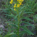 Plancia ëd Senecio serra var. admirabilis (Greene) A. Nels.