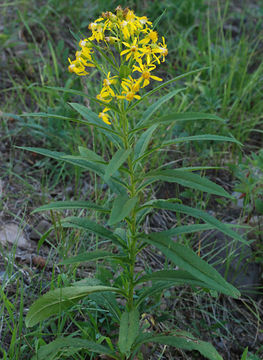 Senecio serra var. admirabilis (Greene) A. Nels. resmi