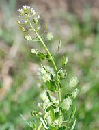 Image of field pennycress