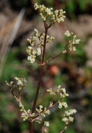 Image of tobacco root