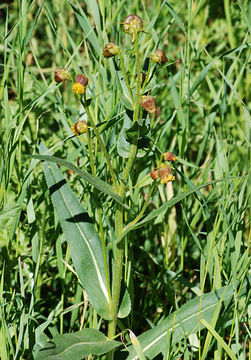 Image of Hall's ragwort