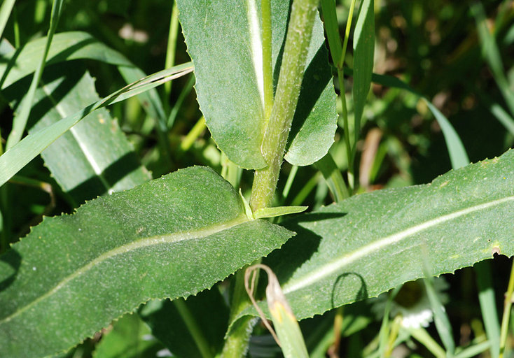 Image of Hall's ragwort