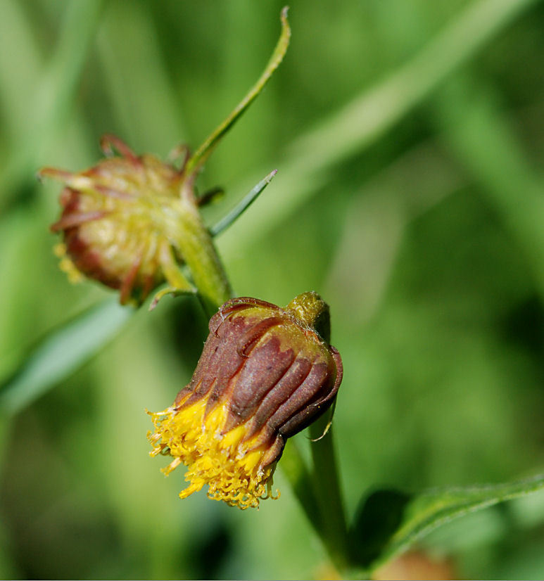 Image of Hall's ragwort